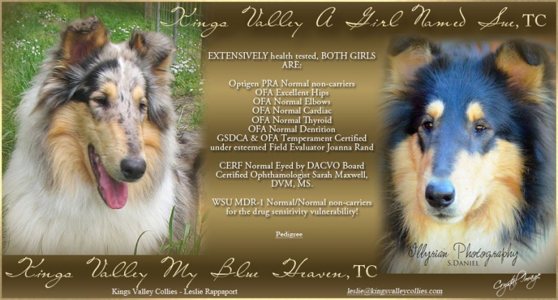 News from KVC | Kings Valley Collies