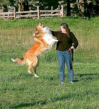 Kings Valley Collies dog Walter does a jumping trick.