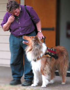 Collie best sale service dog